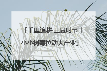 千里追耕·三夏时节丨小小树莓拉动大产业